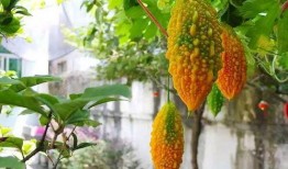 金赖瓜可以吃吗,美味可口的食用指南