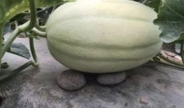 边比赛边吃瓜,畅享体育盛宴与娱乐盛宴