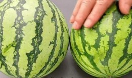 西瓜留瓜后多久摘心吃瓜,美味瓜果尽享时