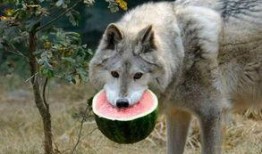 带你吃瓜动物进化,探寻进化历程中的美味奥秘