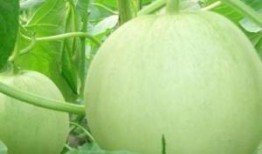 女人吃瓜怀孕,女性吃瓜怀孕的奇妙旅程