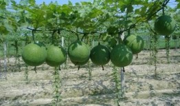 瓜萎怎么吃最佳,最佳食用方法揭秘