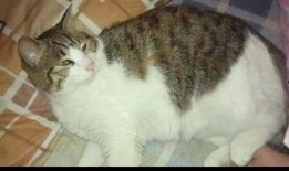 吃瓜遇见猫,温馨瞬间定格