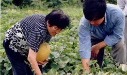 农村吃瓜女子,农村吃瓜女子的生活点滴