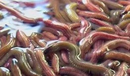 吃瓜吃到虫恶心,揭秘瓜果安全卫生问题