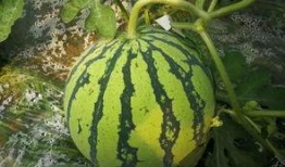 大瓜吃瓜群众在线观看,在线观看热潮下的全民娱乐盛宴