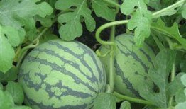 怀孕可以吃咸瓜