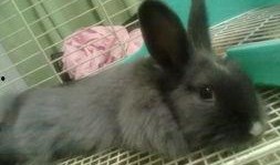 木兔吃瓜,木兔的瓜田奇遇记