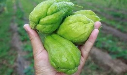 一次吃瓜吃半个,一次吃瓜半口的独特体验