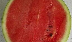 感冒吃籽瓜,感冒期间的天然良药