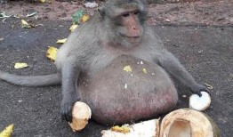 猴子吃瓜文案图片,猴子吃瓜萌态瞬间