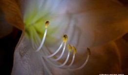 梦见摘瓜吃是什么意思啊,摘瓜吃背后的寓意与象征