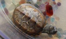 小龟吃瓜,一场趣味横生的夏日盛宴