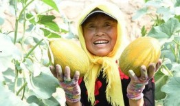 黄毛和娜娜吃瓜,黄毛娜娜瓜田奇遇记