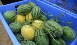 校园吃瓜群免费,揭秘校园生活那些事儿