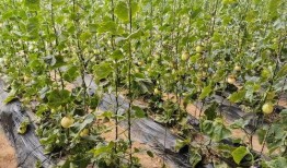 赤峰本地吃瓜,本地特色美食大揭秘