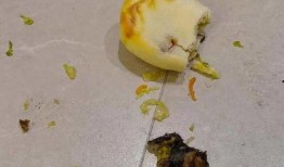 老鼠掏洞吃瓜,一场别开生面的夏日奇遇