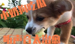 带你吃瓜拖把狗,带你领略“带你吃瓜拖把狗”的独特魅力