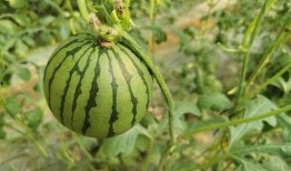 吃瓜小郑,揭秘娱乐圈那些不为人知的幕后故事