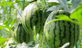 吃瓜群众现场吃西瓜