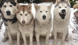 哈士奇吃瓜群众