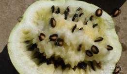 籽瓜吃啥,探索最佳搭配食材