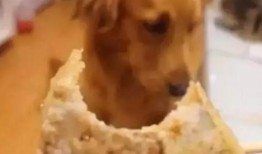 狗血吃瓜黄毛,狗血吃瓜背后的真相揭秘