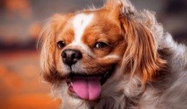 狗血吃瓜黄毛,狗血吃瓜背后的真相揭秘