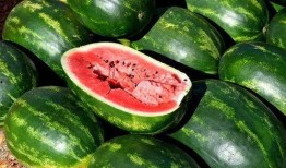 小叶蜜汁吃瓜图片大全