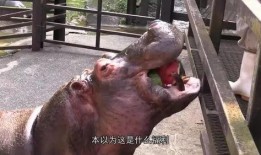 河马吃瓜视频全集,揭秘动物界的欢乐食趣
