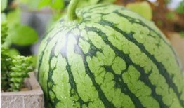 吃瓜语言现象,揭秘网络“吃瓜”语言现象