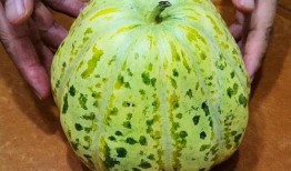 面瓜是什么瓜可以吃吗,这种瓜真的可以食用吗？