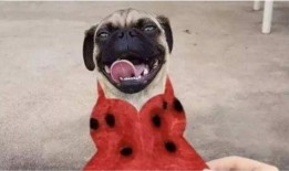 吃瓜吃到自家狗子身上,一场意外的家庭喜剧