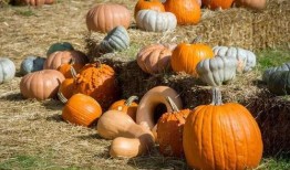 南堡吃瓜,揭秘当地特色美食背后的故事