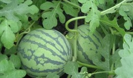 吃瓜摘心,揭秘娱乐圈背后的真实故事