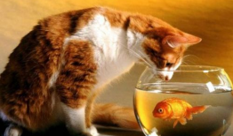 猫可以吃白兰瓜,白兰瓜成为猫咪新宠