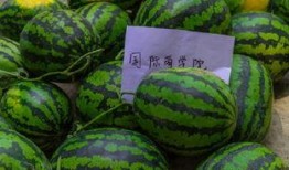 中午后吃瓜,揭秘中午后吃瓜的奇妙体验