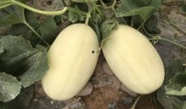 边比赛边吃瓜,畅享体育盛宴与娱乐盛宴