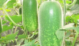 吃瓜卖货视频大全,笑料百出，购物新体验！