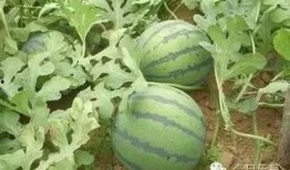 农村西瓜地吃瓜,共享丰收乐