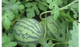 农村西瓜地吃瓜,共享丰收乐