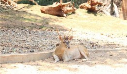 带你吃瓜动物进化,探寻进化历程中的美味奥秘