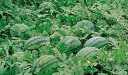 QQ瓜弟吃瓜群,揭秘网络社交圈的“瓜田”盛景