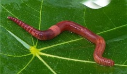 吃瓜小蚯蚓,揭秘地下世界的趣味生活