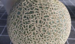 吃纹珑蜜瓜,夏日里的甜蜜诱惑