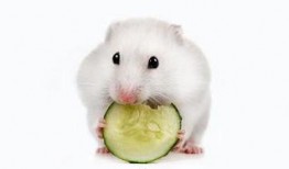 道具仓鼠吃瓜了,道具仓鼠的欢乐时光