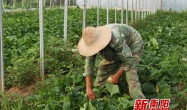 土桥中学吃瓜,揭秘校园里的“瓜田”风云