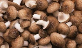 例假能否吃籽瓜,助调养身体