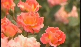 月季吃瓜,一场别开生面的田园盛宴