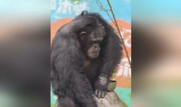 道具 吃瓜猩猩脸,揭秘网络红人的神秘魅力